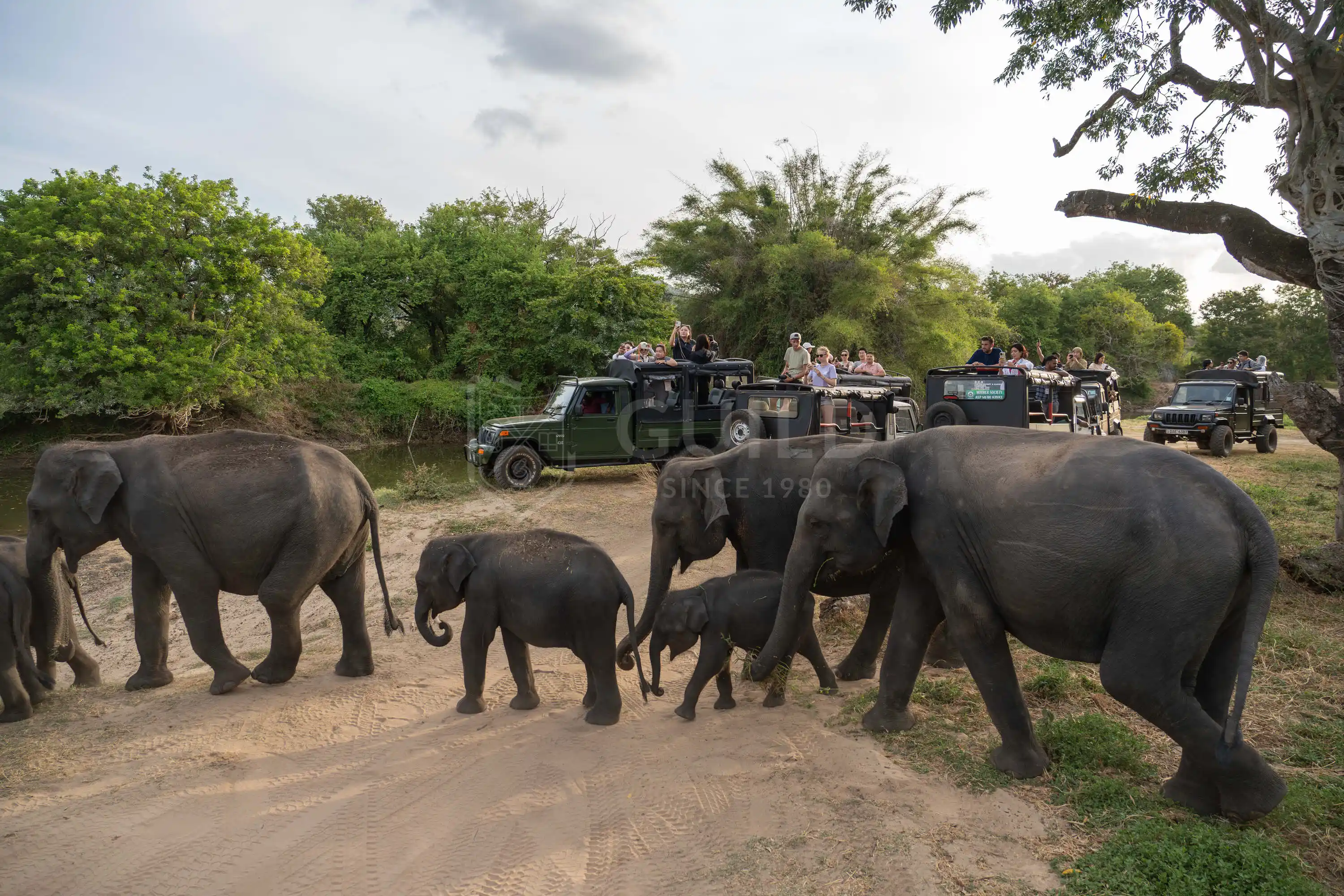 Sri Lanka elephant safari at a natural habitat