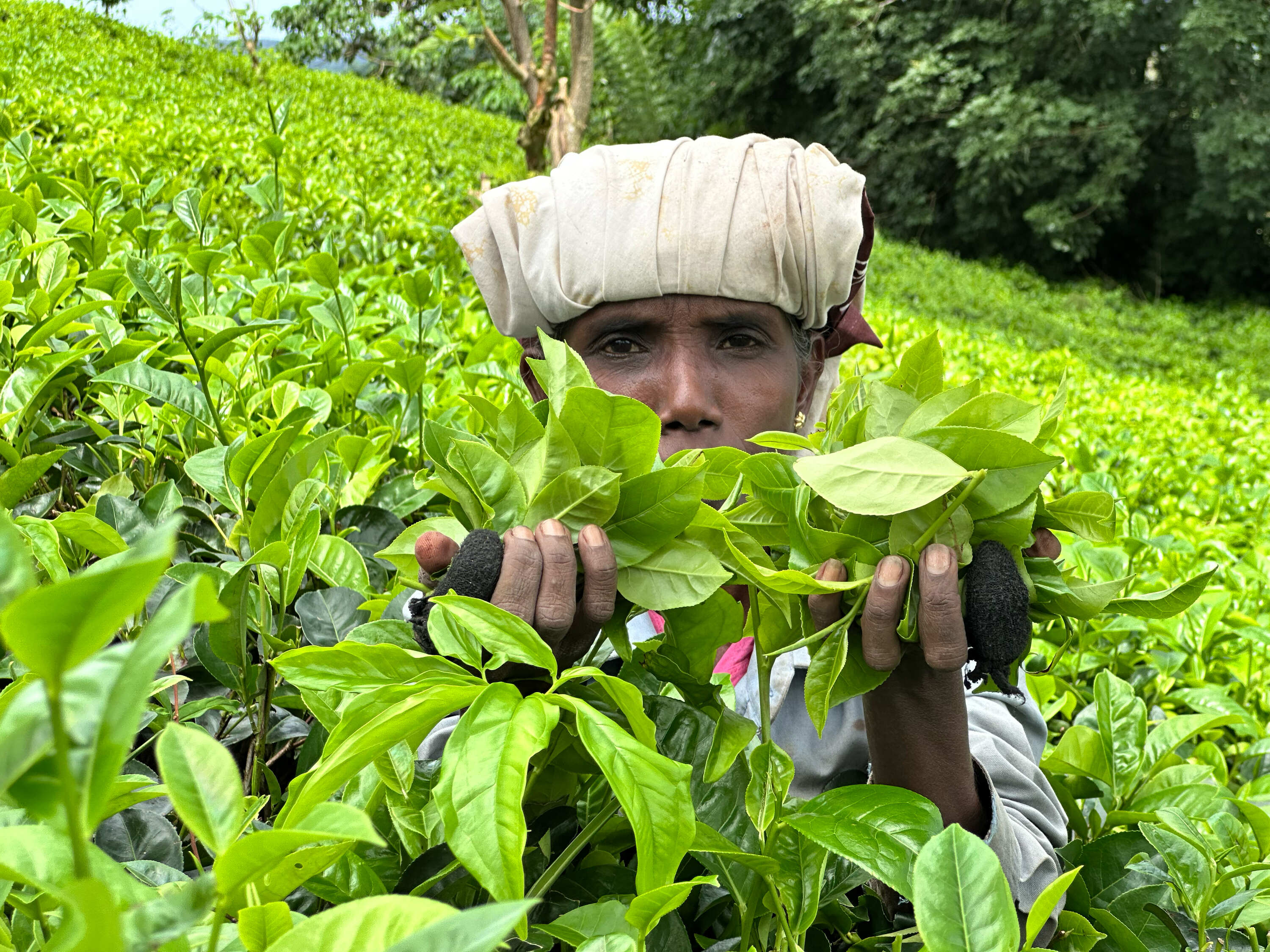 Sri Lanka highland tea estate visit