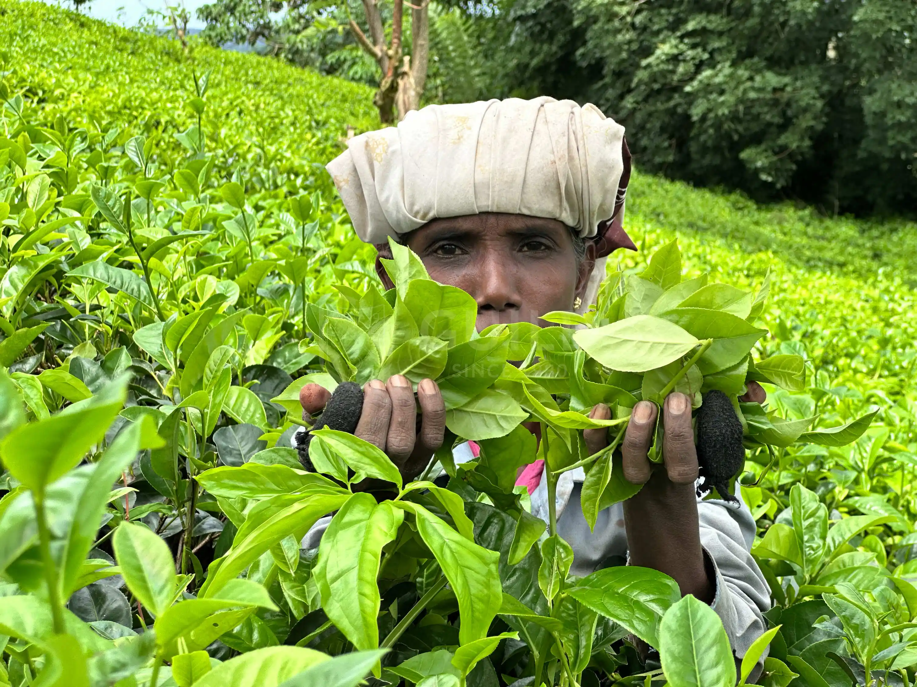 Sri Lanka highland tea estate visit