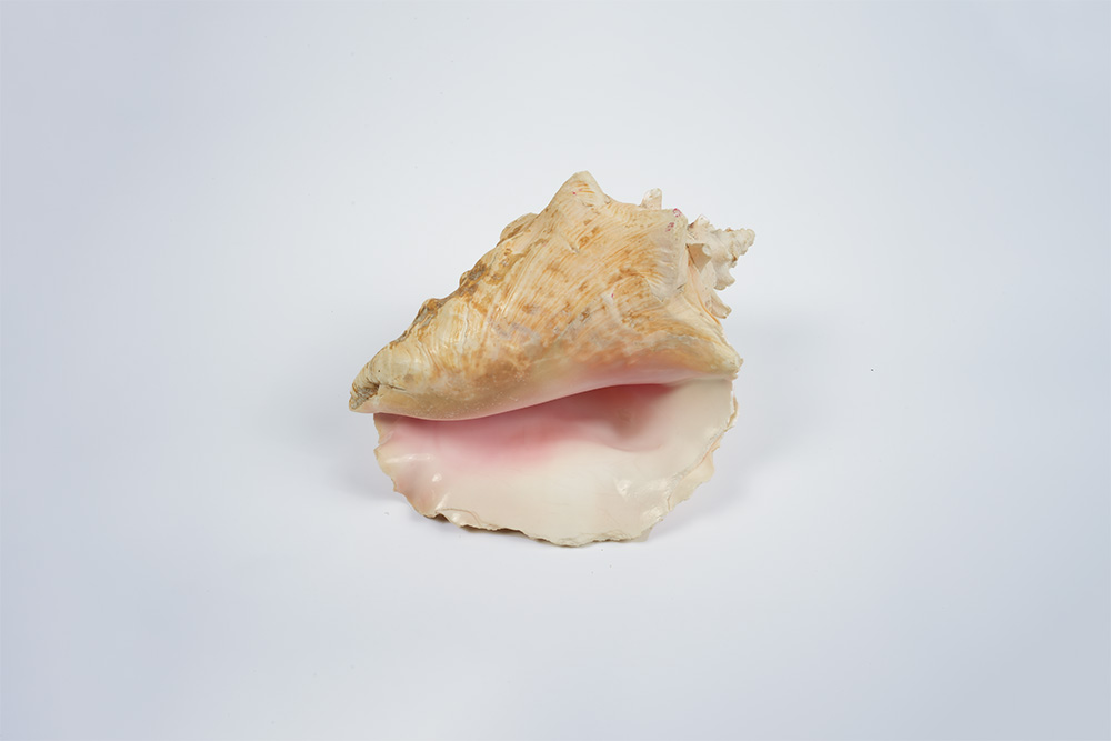 Pearls Identification and Evaluation